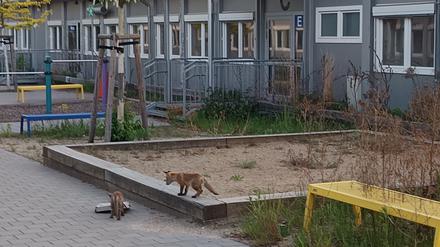 Seit Monaten stehen Schulcontainer in Lichtenberg leer, statt Kindern toben hier nur noch Füchse.