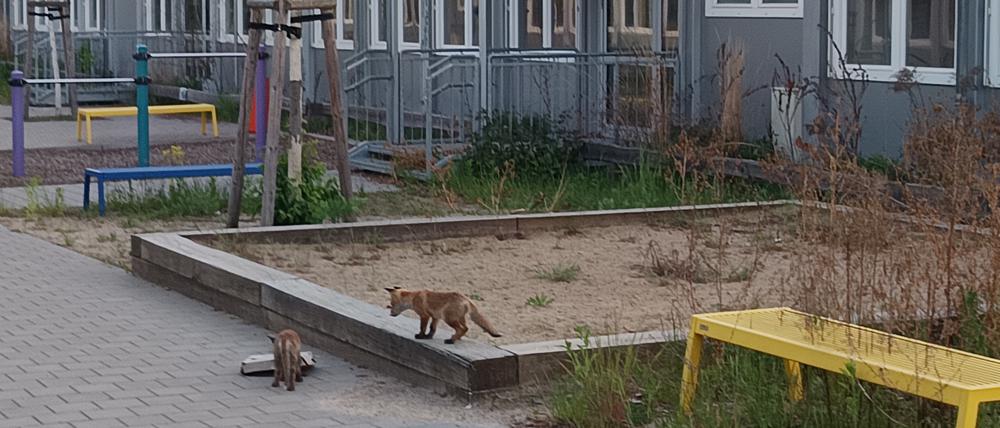 Seit Monaten stehen Schulcontainer in Lichtenberg leer, statt Kindern toben hier nur noch Füchse.