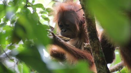 In der Natur beschäftigen sich nur die Jungtiere aus Neugier eingehender mit Objekten, den älteren könnten dafür Zeit und Energie fehlen. 