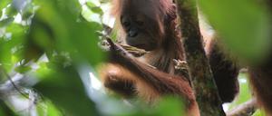In der Natur beschäftigen sich nur die Jungtiere aus Neugier eingehender mit Objekten, den älteren könnten dafür Zeit und Energie fehlen. 