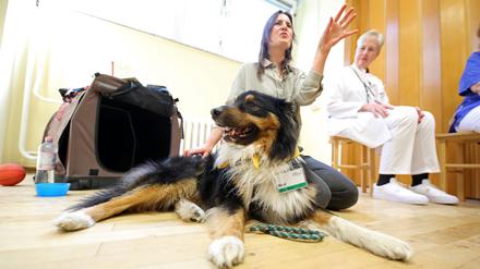 Therapiehund Mogli, ein Australian Shepherd, ist zunächst einmal in der Woche in der tiergestützten Behandlung im EvB im Einsatz.
