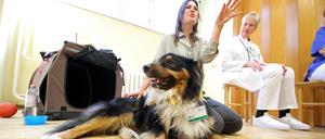 Therapiehund Mogli, ein Australian Shepherd, ist zunächst einmal in der Woche in der tiergestützten Behandlung im EvB im Einsatz.