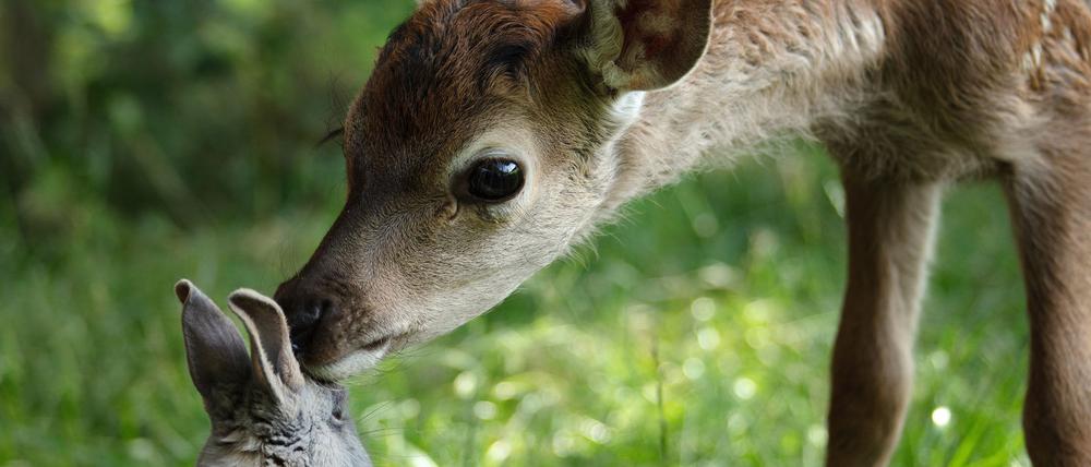 Bambi und sein Freund der Hase in einer Szene des Films „Bambi - Eine Lebensgeschichte aus dem Walde“. (Handout) 