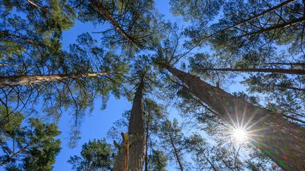 Trockene Wälder  in Brandenburg - die Waldbrandgefahr ist im ganzen Bundesland hoch. (Archivbild)