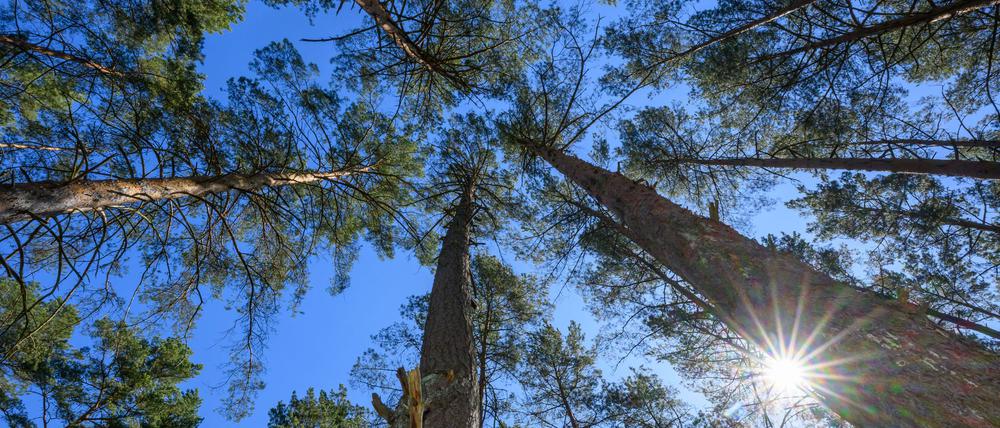 Trockene Wälder  in Brandenburg - die Waldbrandgefahr ist im ganzen Bundesland hoch. (Archivbild)