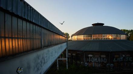 Nicht nur einige Sommervögel, auch der Maikäfer fliegt schon durch Berlin. (Archivbild)