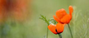Die Temperaturen bleiben zum Start der Woche unter 20 Grad. (Archivbild)
