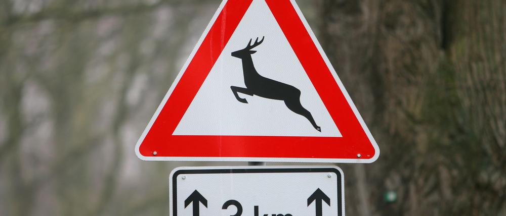 Mehrere Wildtiere überquerten bei Heiligengrabe die Straße. (Symbolbild)