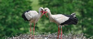 In Brandenburg gibt es wieder mehr Storchen-Paare. (Archivbild)