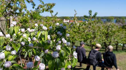 In vielen Hofgärten in Werder wurde getrunken, gegessen und gequatscht.