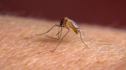 Ohne das Enzym PfSnf2L kann sich der Malaria-Erreger nicht in der Stechmücke vermehren.
