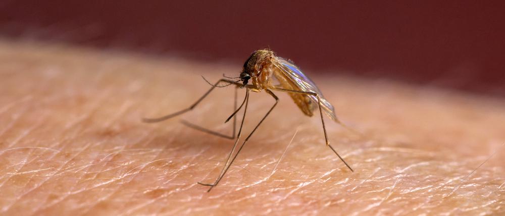 Ohne das Enzym PfSnf2L kann sich der Malaria-Erreger nicht in der Stechmücke vermehren.