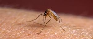 Ohne das Enzym PfSnf2L kann sich der Malaria-Erreger nicht in der Stechmücke vermehren.