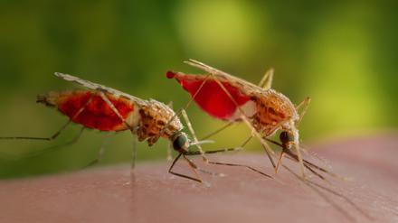 Der afrikanische Malaria-Überträger Anopheles gambiae (undatiertes Handout). 