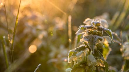 Eiskristalle sind auf einer weißen Taubnessel (Lamium album) zu sehen. (Symbolbild)