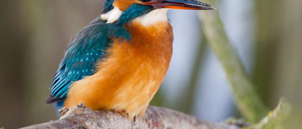 Eisvögel kommen in Berlin an größeren Seen wie Müggelsee und Wannsee, aber auch im Tiergarten oder an der Panke vor. (Archivbild)