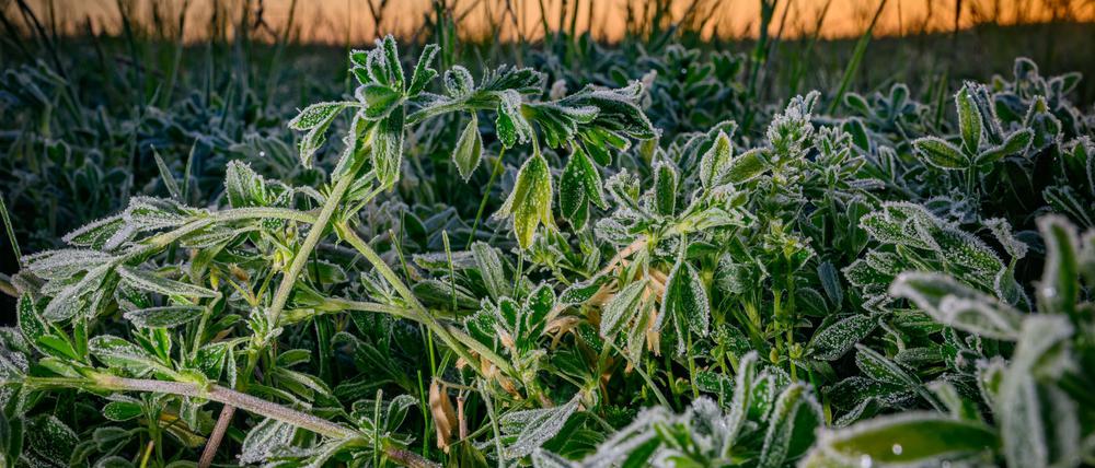 Frostiges Wetter in Brandenburg