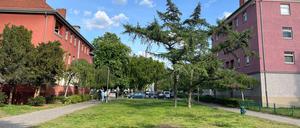 Umbau des Rosengartens in Reinickendorf