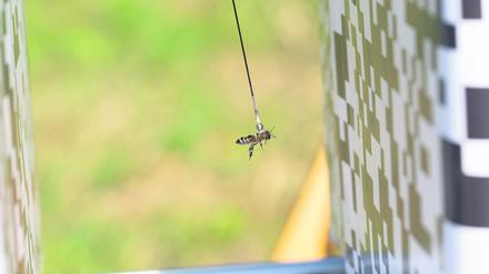 Forschungsprojekt POLLY