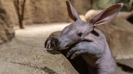 Frida wurde am 9. April im Berliner Zoo geboren. (Handout) 