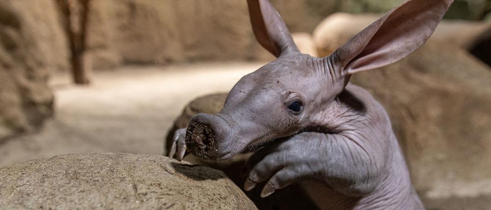 Frida wurde am 9. April im Berliner Zoo geboren. (Handout)