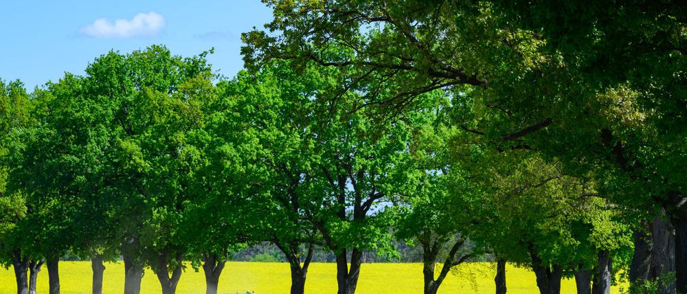 Tagsüber wird es heiter, aber nachts kann es in Berlin und Brandenburg zu Frost kommen. (Symbolbild)