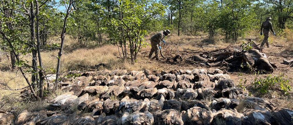 Diesen vergifteten Geiern konnten die Tierschützer nicht mehr helfen.