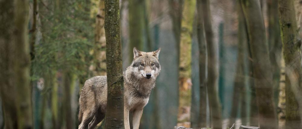Das EU-Parlament entscheidet, den Wolf-Schutzstatus zu reduzieren. (Archivbild)