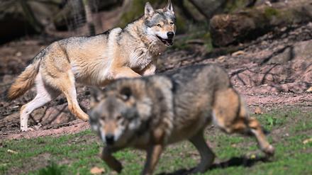 Zwei Europäische Wölfe (Canis lupus lupus), aufgenommen in einem Gehege im Wildparadies Tripsdrill. 