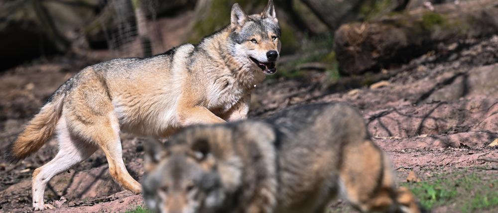 Zwei Europäische Wölfe (Canis lupus lupus), aufgenommen in einem Gehege im Wildparadies Tripsdrill.
