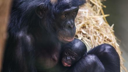 Noch ganz klein und anhänglich: Im Kölner Zoo wurde das Bonobo-Baby Milumbe geboren.