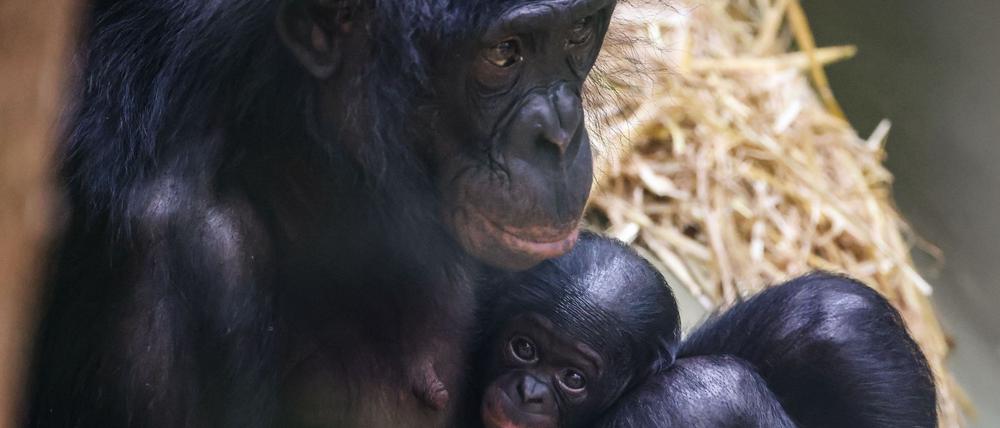 Noch ganz klein und anhänglich: Im Kölner Zoo wurde das Bonobo-Baby Milumbe geboren.