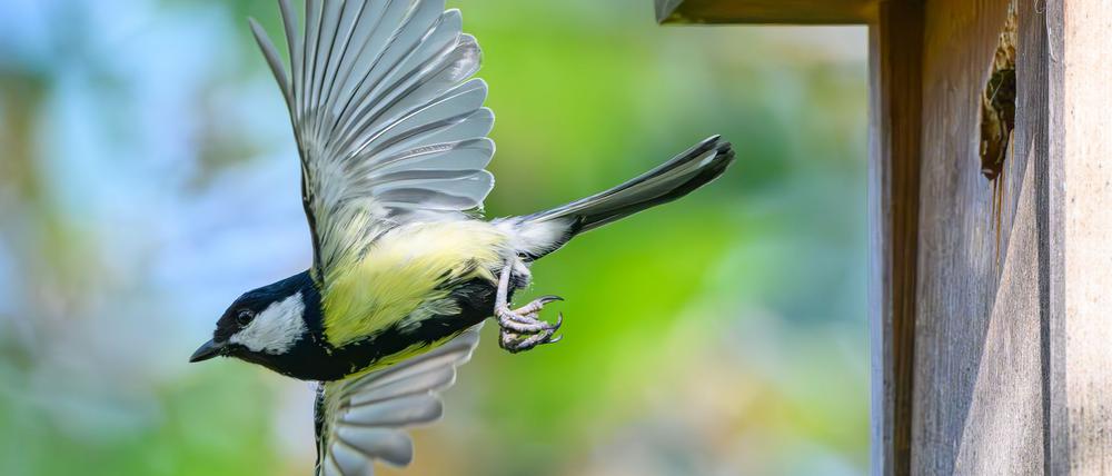 Im Fokus der Mitmachaktion stehen vertraute und weit verbreitete Vogelarten wie Meisen, Finken, Rotkehlchen und Spatzen. (Archivbild)