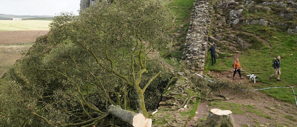 Der ikonische Baum war im September 2023 gefällt worden. (Archivbild)