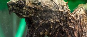 Eine Geierschildkröte schwimmt im Reptilienzoo in Regensburg (Oberpfalz).