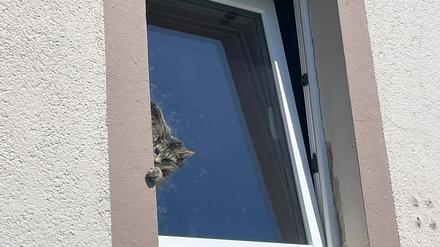 Mit Hilfe einer Drehleiter befreite die Feuerwehr das Tier.