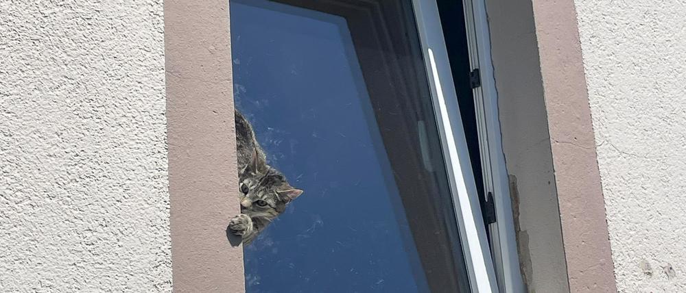 Mit Hilfe einer Drehleiter befreite die Feuerwehr das Tier.