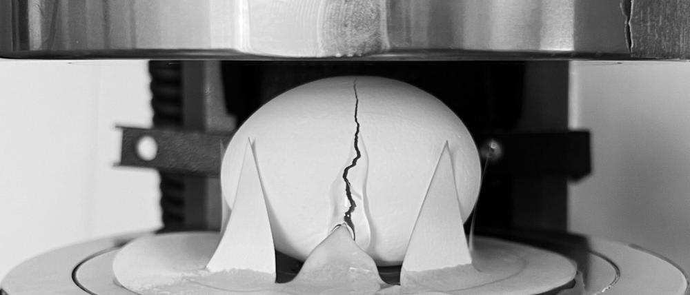 Die Forschenden ließen etliche Eier aus unterschiedlicher Höhe fallen. Außerdem prüften sie mithilfe eines Geräts, wie viel Druck ein Ei in welcher Position aushalten kann.