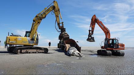 Der verendete Buckelwal wurde am Strand von Sankt Peter-Ording geborgen.
