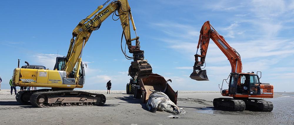 Der verendete Buckelwal wurde am Strand von Sankt Peter-Ording geborgen.