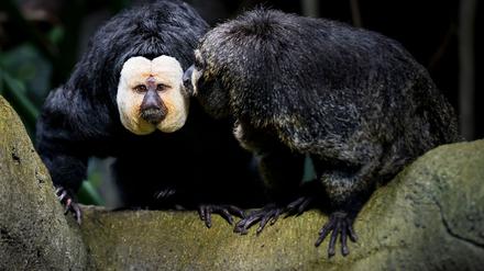Touristen sollen die Weißkopfsakis am Schwanz gezogen und gefüttert haben - hier ist ein Tier aus der Schweiz zu sehen.