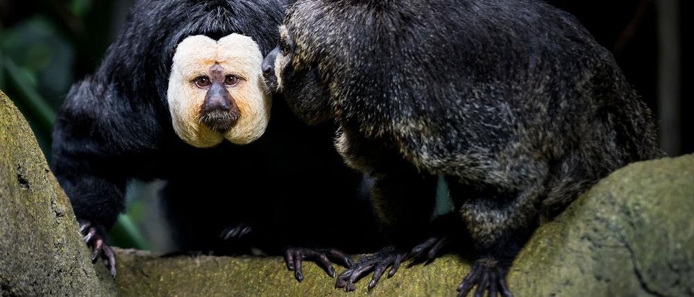 Touristen sollen die Weißkopfsakis am Schwanz gezogen und gefüttert haben - hier ist ein Tier aus der Schweiz zu sehen.