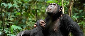 Die Schimpansen-Mutter Xela kümmert sich um ihren Nachwuchs Xort.