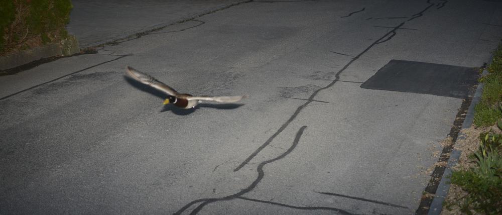 Stockenten können mit bis zu 100 km/h fliegen.