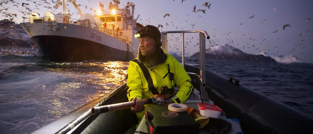Das Gesamtsiegerbild zeigt den Biologen Audun Rikardsen, der in einem norwegischen Fjord Wale mit Sendern ausstattet.