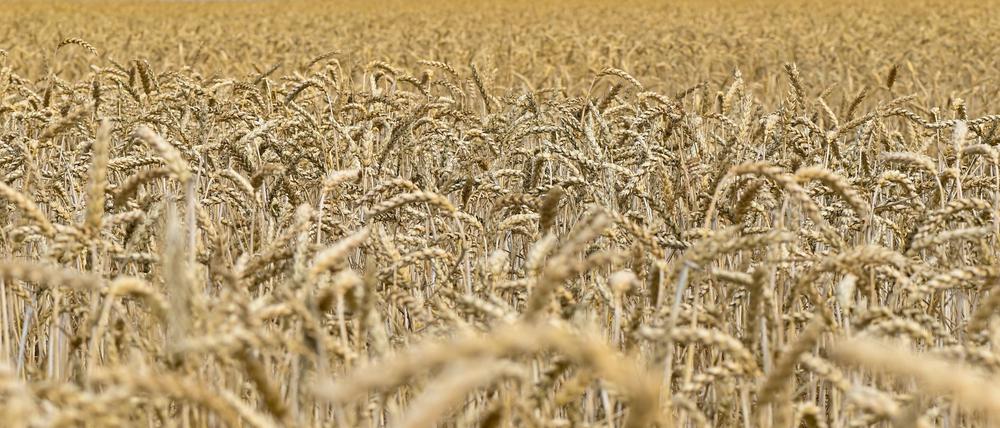 Winterweizen ist die dominierende Getreideart in Brandenburg. (Symbolbild)