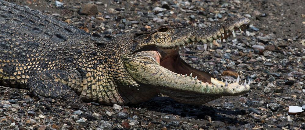 In keinem anderen Land der Erde werden so viele Menschen von Krokodilen getötet wie in Indonesien. (Symbolbild)