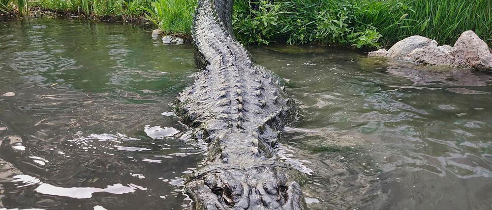 Hollywood-Alligator ist tot