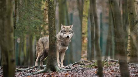 Ein Wolf in einem Wald in Sachsen-Anhalt.