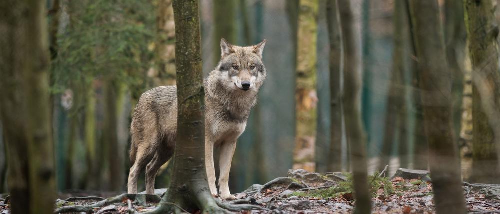 Ein Wolf in einem Wald in Sachsen-Anhalt.